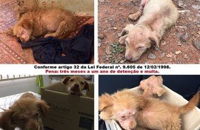 Polícia Civil resgata animais vítimas de maus tratos