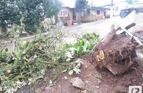 Vento derruba árvore no bairro São Jorge