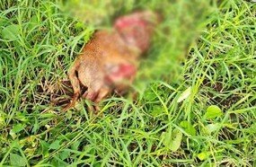 Pitbulls fogem e matam cachorro que estava amarrado
