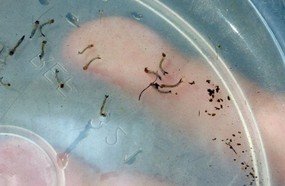 Alerta: encontrado larvas do mosquito da dengue em Joaçaba