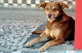 Governador sanciona leis que garantem mais direitos aos animais
