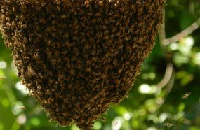 Ataque de abelhas deixa doze pessoas feridas