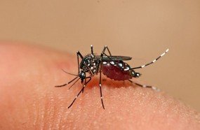 Confirmados 74 casos de dengue em Santa Catarina