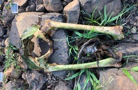 Populares encontram ossada humana na cascata de Lacerdópolis