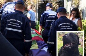 O adeus a Barney, o cão que auxiliou na tragédia de Brumadinho