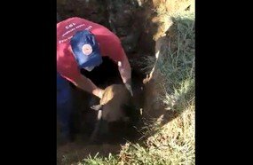 Bombeiros montam operação para resgatar cachorro de tubulação
