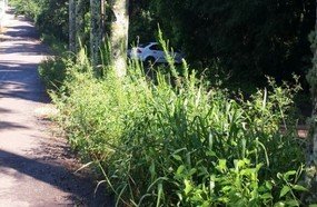 Mato toma conta de canteiros no Jardim Cidade Alta