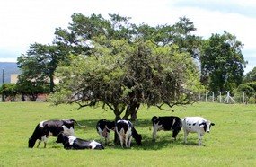 Santa Catarina planeja produzir leite tipo exportação