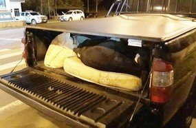 Polícia Militar flagra caminhonete transportando bovinos vivos