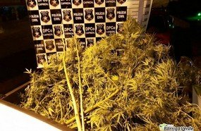 Polícia encontra plantação de maconha em residência de Capinzal
