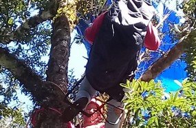 Piloto de parapente fica preso em árvore em Tangará