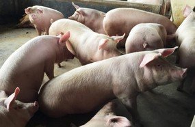 Exportações de carne suína superam desempenho de 2019
