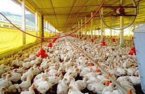 Santa Catarina começa o ano com alta nas exportações de carnes