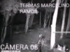 Termas quer punir responsáveis por montagem de vídeo com onça