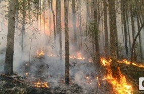 Bombeiros levam mais de 7 horas para conter incêndio em vegetação