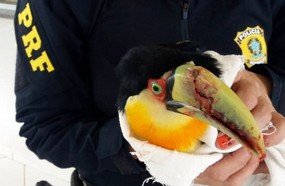 Tucano ferido é resgatado por caminhoneiro na BR-282