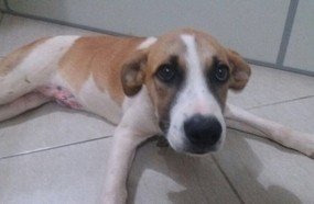 Cãozinho que sofreu acidente precisa de um lar