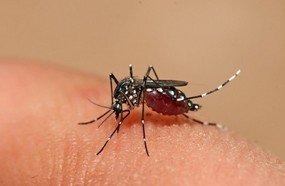 Santa Catarina confirma 546 casos de dengue