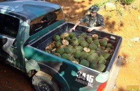 Colheita e venda de pinhão estão proibidas até 1º de abril