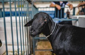 Embrapa desenvolve melhoramento genético de ovinos em Iomerê