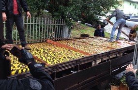 Transitando com um caminhão cheio de maconha