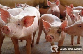 Mercado de Suínos: Produtores apostam na recuperação do setor
