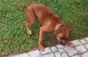Mulher é indiciada por instalar cerca elétrica para cachorros não subirem na calçada 
