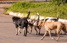 Avança em SC projeto que prevê controle populacional de animais domésticos