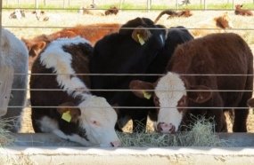 SC vai implantar Laboratório de Reprodução Bovina em Campos Novos