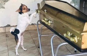 Cachorro chora e acompanha velório da tutora na Bahia