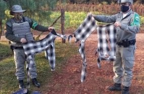 Agricultor é atacado por animal selvagem em São José do Ouro