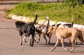 Sancionada lei que prevê o controle populacional de animais domésticos 