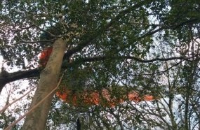 Piloto de parapente é resgatado por bombeiros após ficar preso em árvore