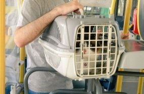 Projeto autoriza transporte de animais domésticos em ônibus e trens