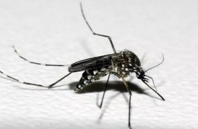 Luzerna encontra novo foco e investiga caso suspeito de Dengue 