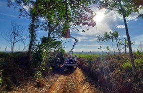 Celesc alerta para perigos e danos da vegetação na rede