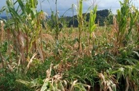 Produtores rurais atingidos por pragas terão crédito a juro zero