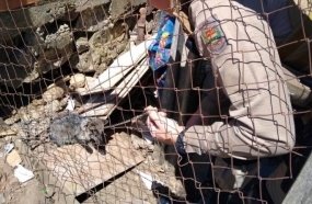 Mulher é presa por maus-tratos após PM encontrar cachorro debilitado