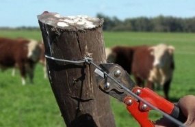 Ladrões abatem novilha para furtar carne em Campos Novos