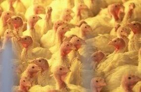 Santa Catarina suspende eventos com aves para prevenir gripe aviária