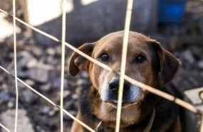 Governo proíbe uso de animais em pesquisas de cosméticos e perfumes
