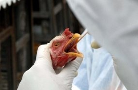 Brasil declara emergência sanitária após gripe aviária em aves