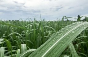 Produtores de Joaçaba poderão receber recursos do Pronampe Agro SC 