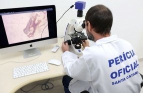 Polícia Científica encontra novas espécies de insetos em cadáveres 
