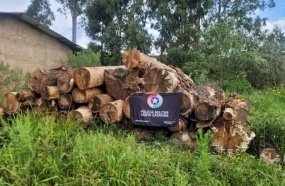 PM Ambiental apreende mais de 60 metros cúbicos de madeira nativa 