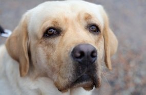 Estado lança campanha para promover guarda responsável de animais