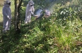 Cachorro morre após ataque de abelhas em chácara