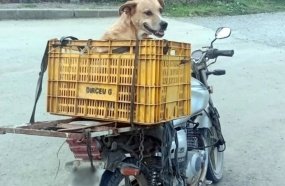 PM interrompe passeio de cachorro caramelo na garupa de moto