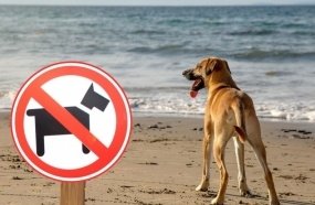 Praia de Santa Catarina proíbe pets, barracas, esportes e churrascos 
