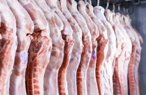 Suinocultura em SC enfrenta crise e prejuízos de R$ 150 por animal
